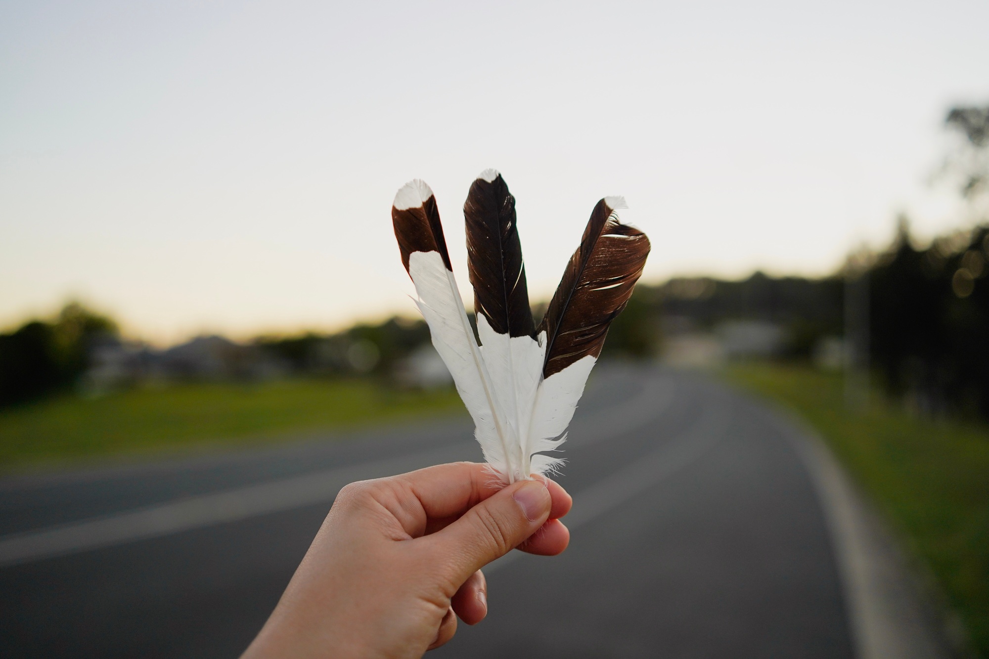 Hand holding feathers of bird
