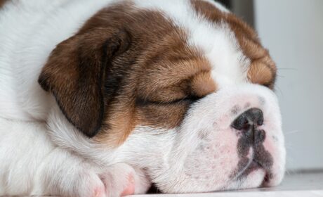 Prévenir les maladies du bouledogue français : un guide pour les nouveaux propriétaires