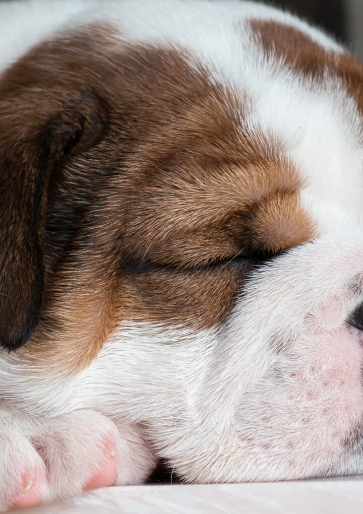 Prévenir les maladies du bouledogue français : un guide pour les nouveaux propriétaires