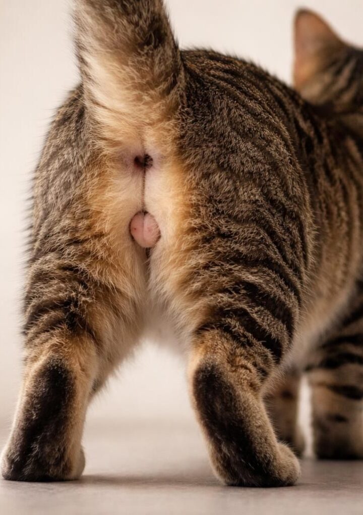 Pénis du chat : mythes et réalités que vous devez connaître